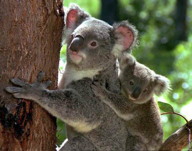 I Marsupiali Australiani Pi Noti Dal Canguro Al Koala Fino All Opossum
