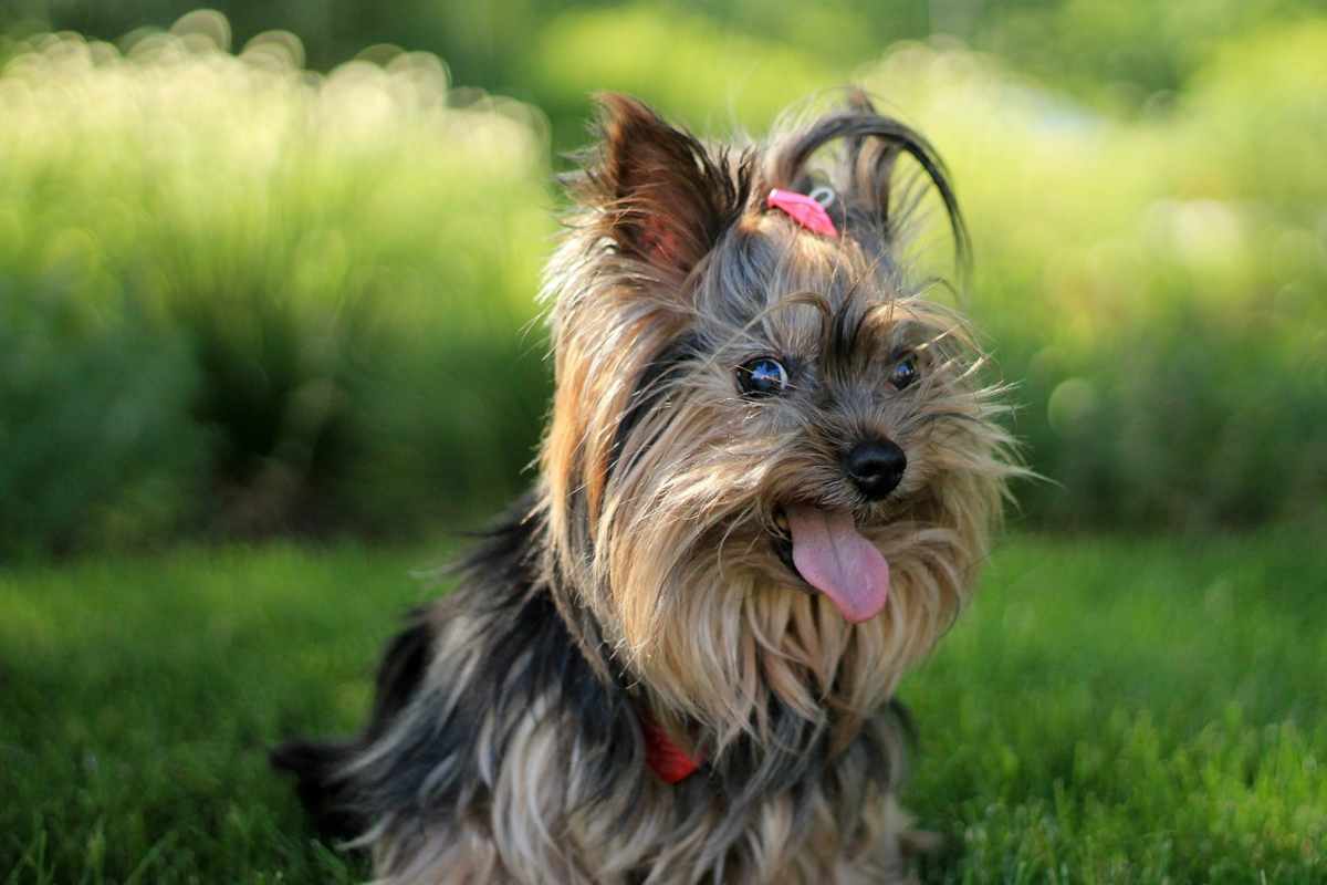 lingua del cane (foto Pixabay)