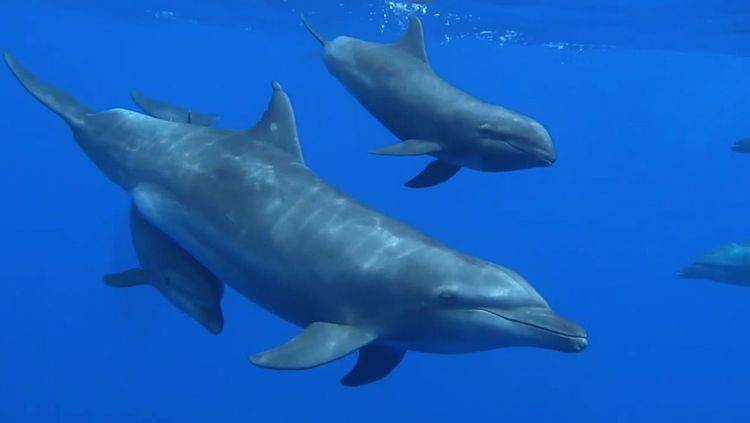 cetacei delfini