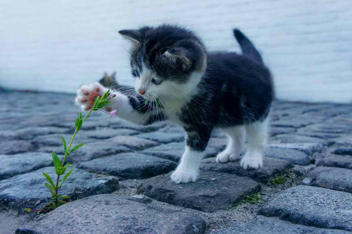 dita del gatto quante sono e come sono fatte le sue zampe