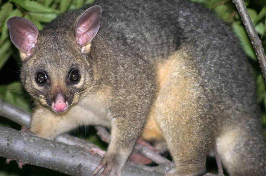 I Marsupiali Australiani Pi Noti Dal Canguro Al Koala Fino All Opossum