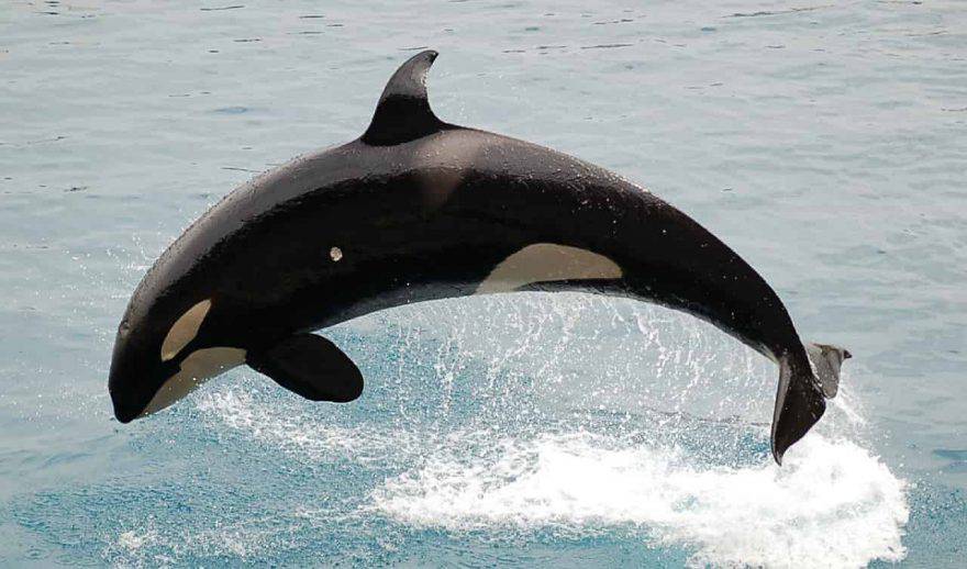 cetacei orca marina
