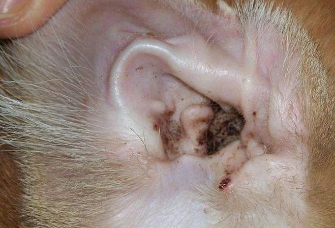 papilloma orecchio gatto