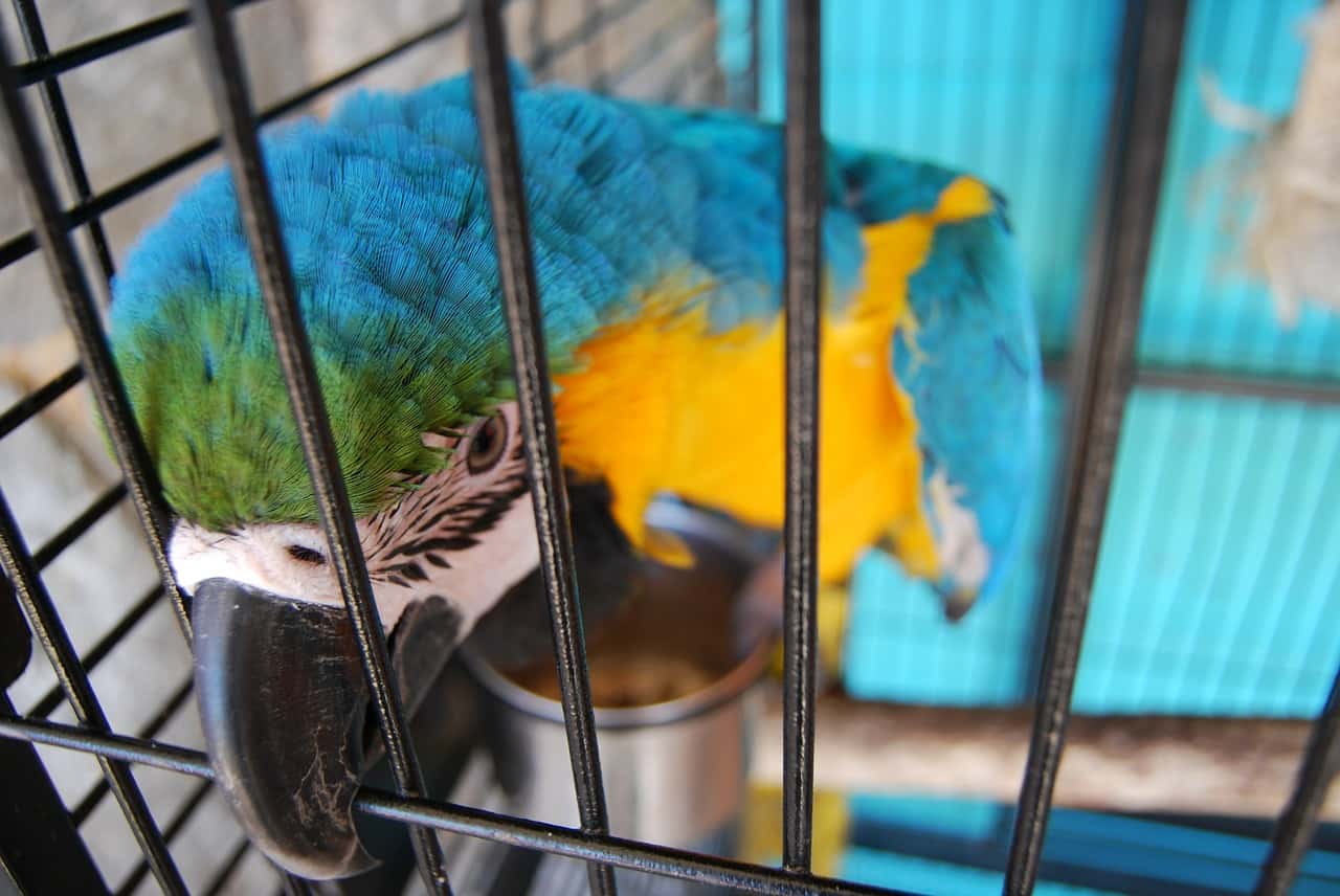pappagallo gabbia