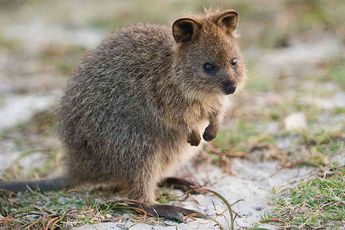 quokka