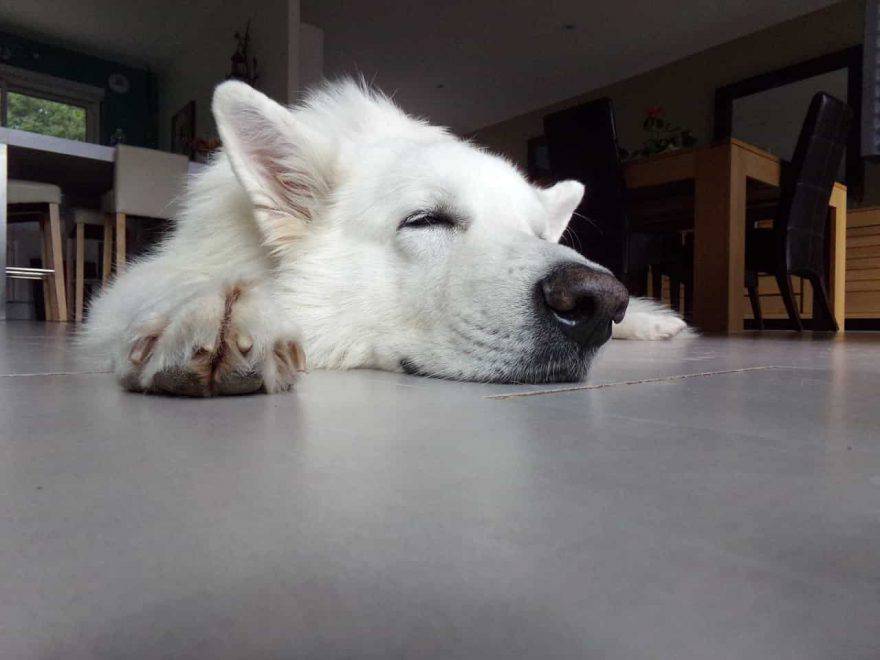 test cane dorme