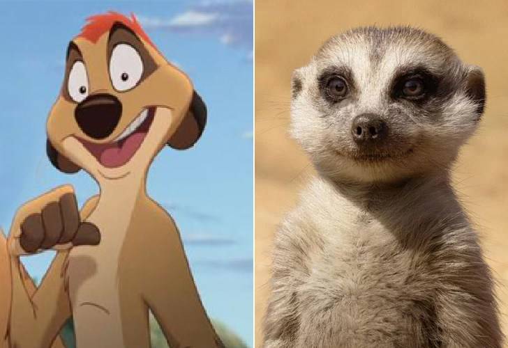 Che Animale E Timon Del Re Leone