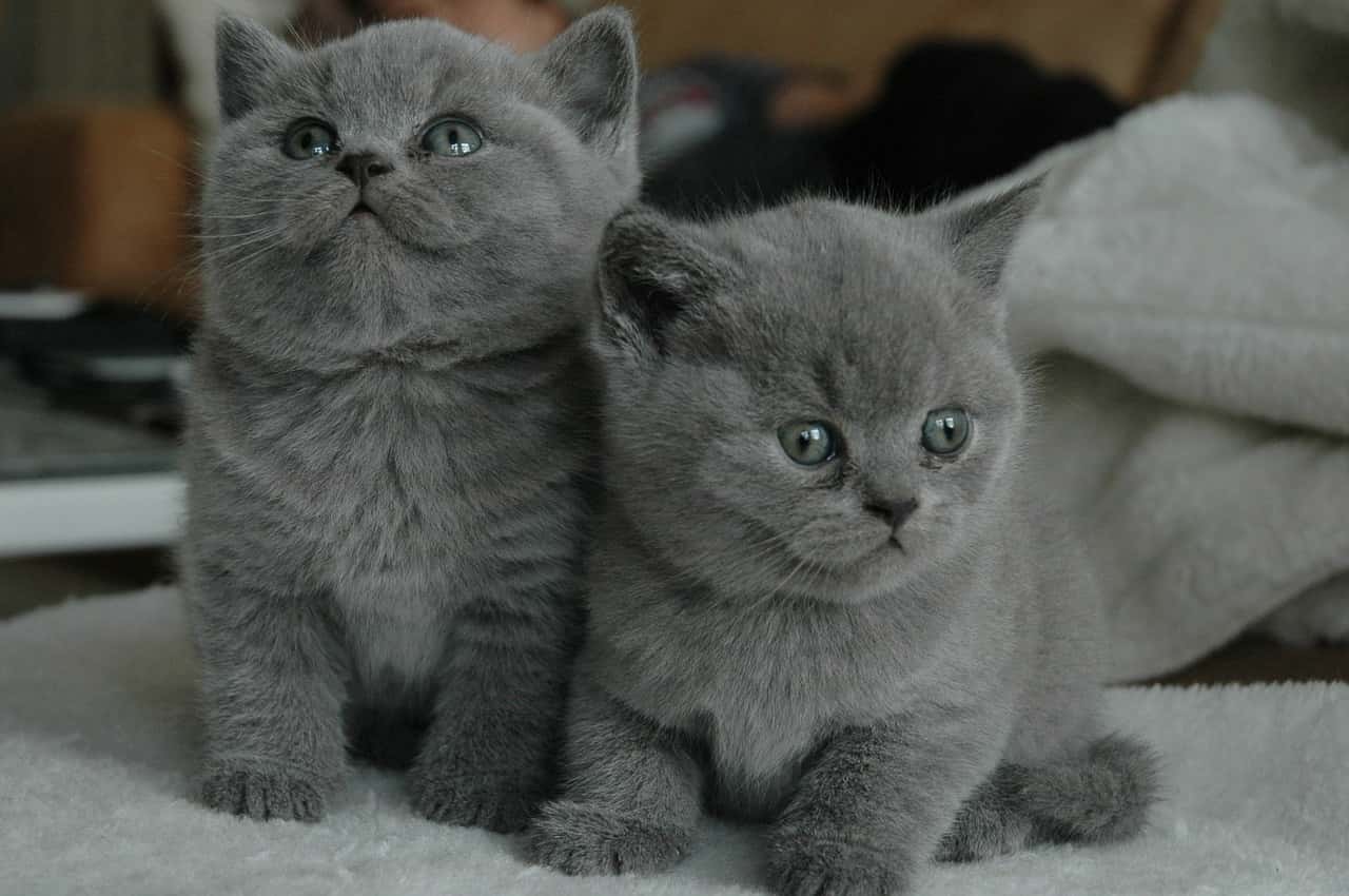 gatto a pelo grigio