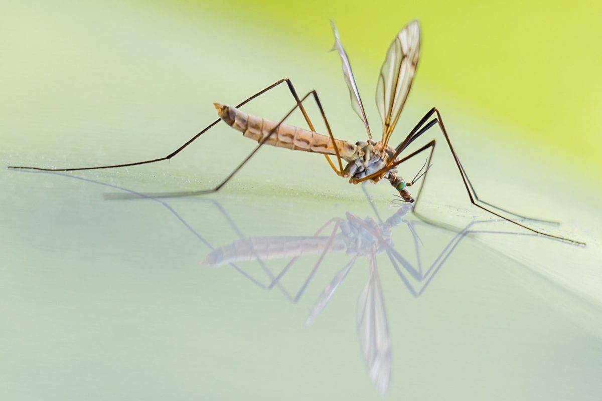 il ciclo vitale delle zanzare e la loro riproduzione