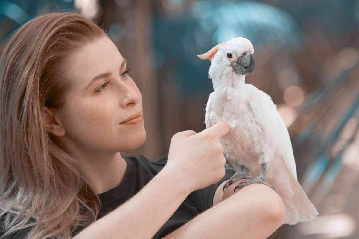 Come addomesticare un pappagallo cacatua: consigli utili (foto iStock)