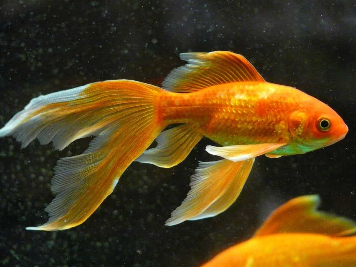 pesci rossi sbiancano