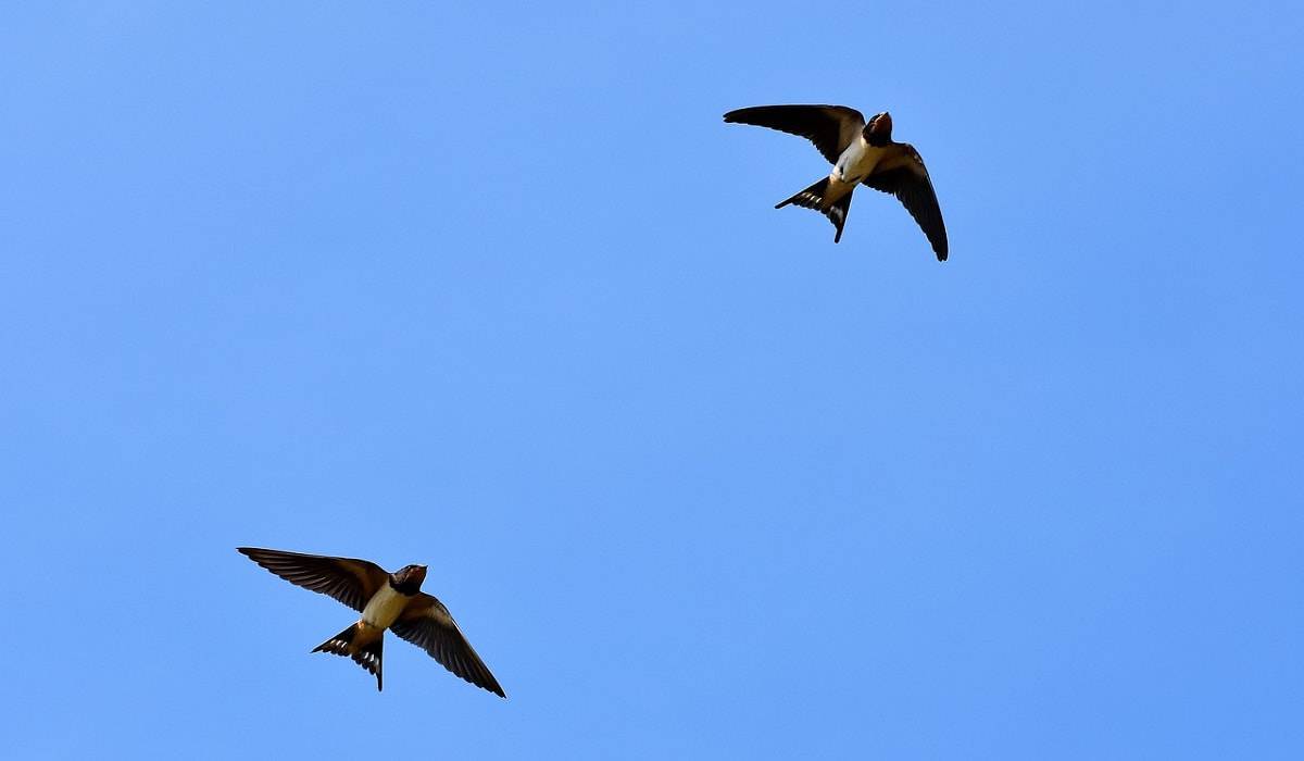 volo uccelli richiami suoni