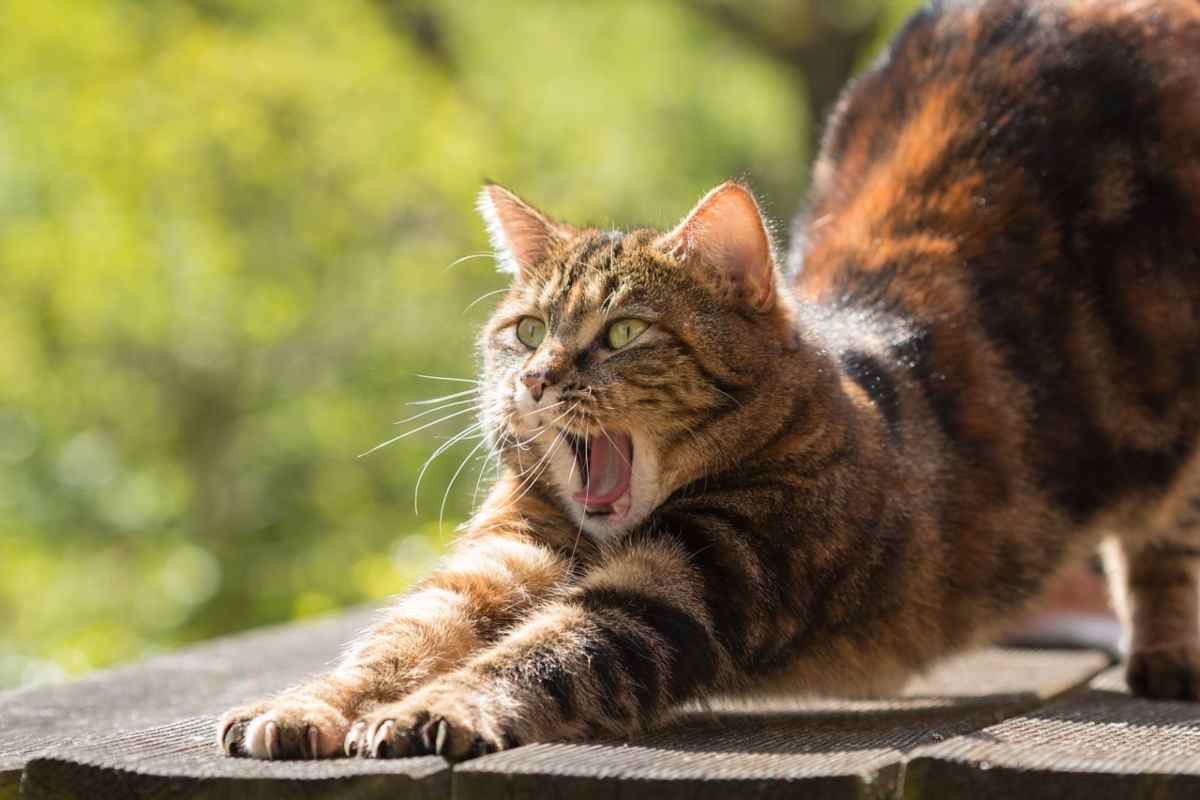 Gatto anziano agitato: causa e cosa fare (foto Pixabay)