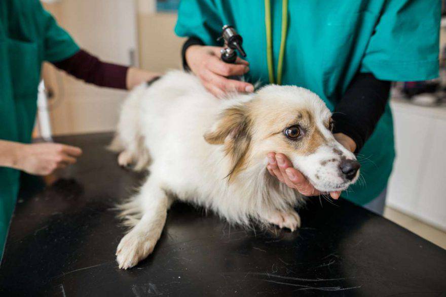 Il cane dal veterinario per controllo sangue nelle urine(foto iStock)