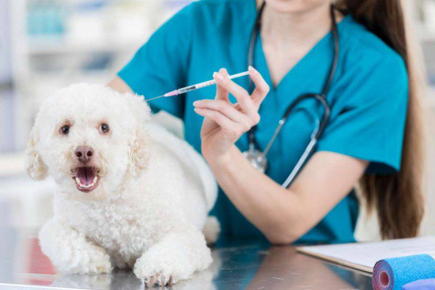 Il cane ha paura del veterinario (foto iStock)