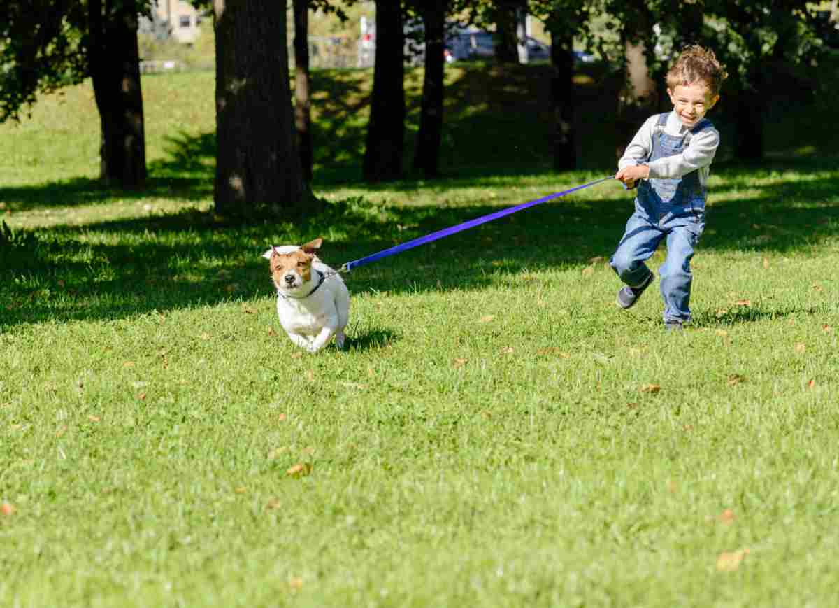 il cane tira al guinzaglio (foto iStock)