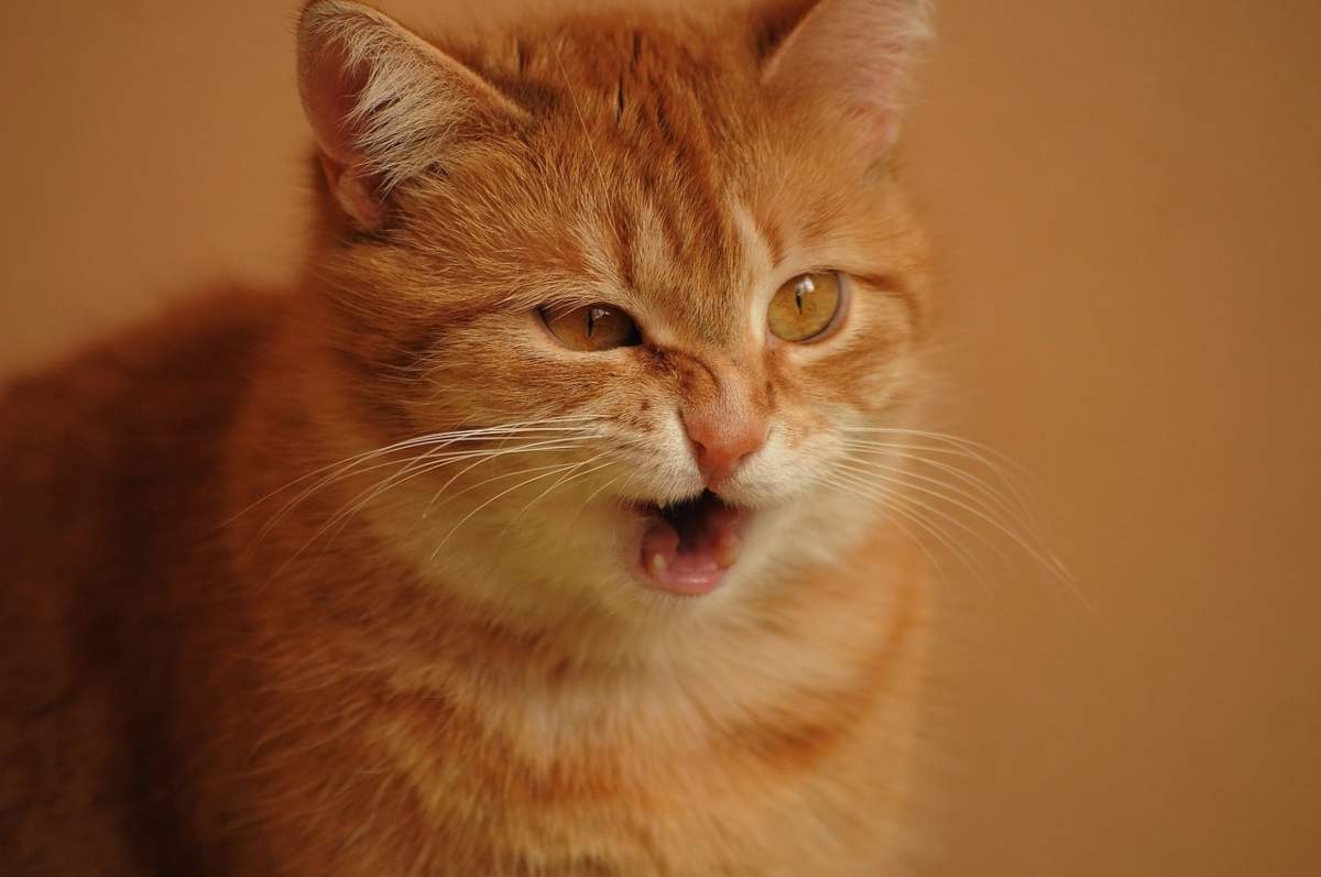 Il gatto starnutisce: cause e rimedi (foto Pixabay)