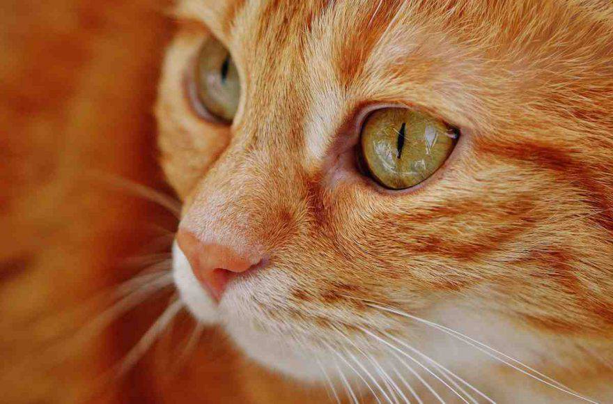 Occhio secco nel gatto: sintomi, cause e rimedi (foto Pixabay)