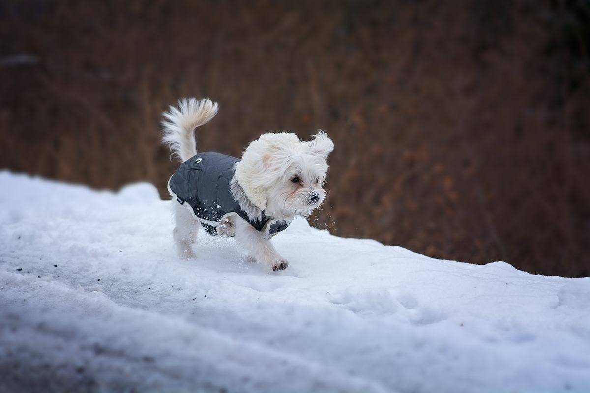 Passeggiare in autunno con il cane: come fare quando piove e fa freddo (foto Pixabay)