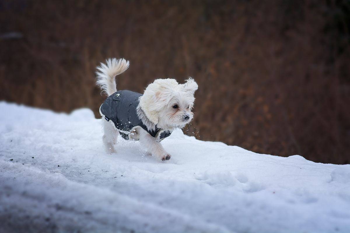 difendere le zampette del cane dal freddo