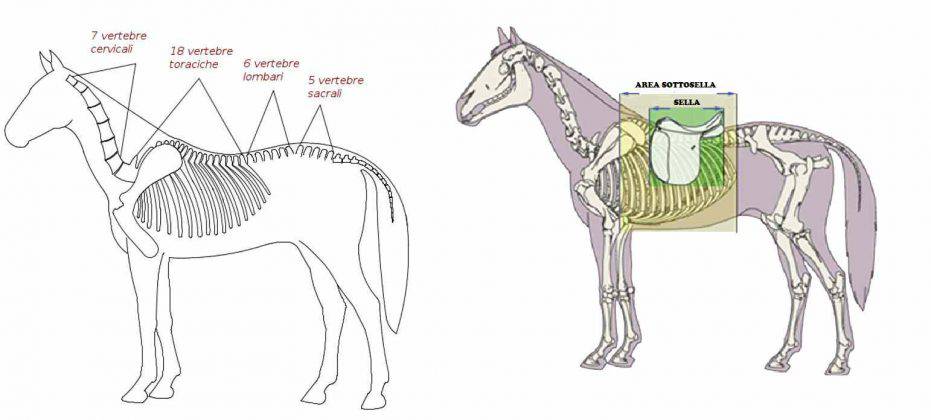 Redini Cotone Marrone Per Cavallo - Testiera Sella Equitazione 2.1m - Foto 11