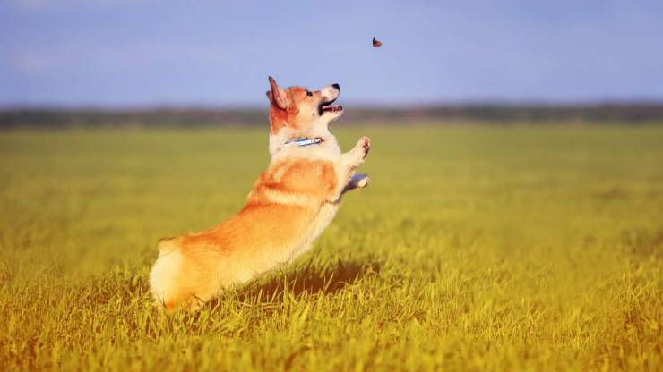 cane mangia insetti mosche