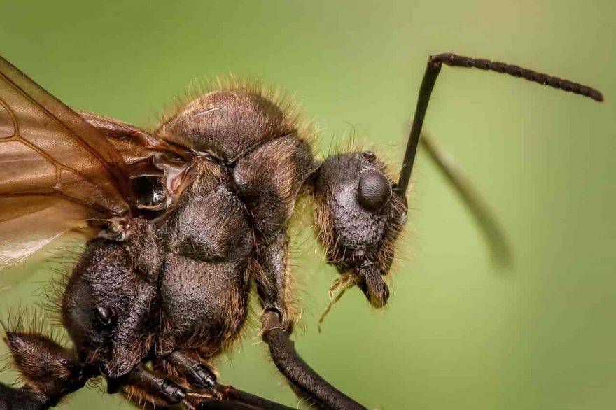 insetti pericolosi formica
