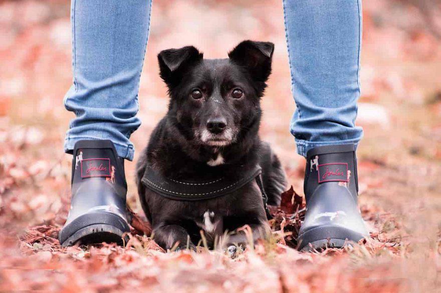 pericoli autunno cane