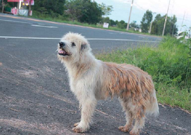 cane aspetta 4 anni famiglia 