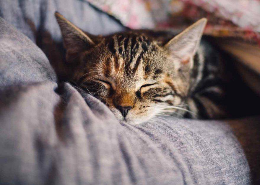 bronchite nel gatto (foto Pixabay)