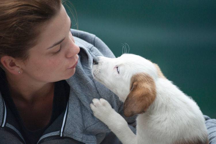 cane annusa essere umano