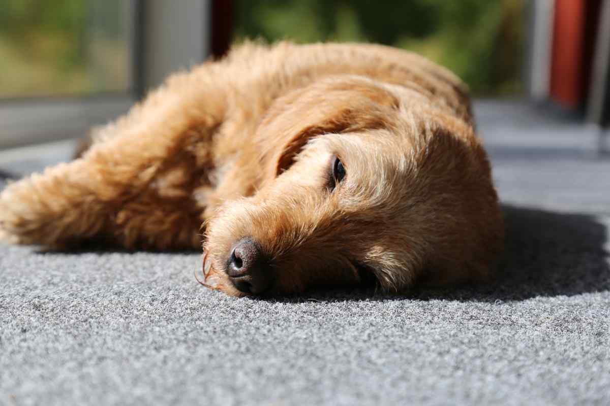 cane dorme sul fianco (foto Pixabay)
