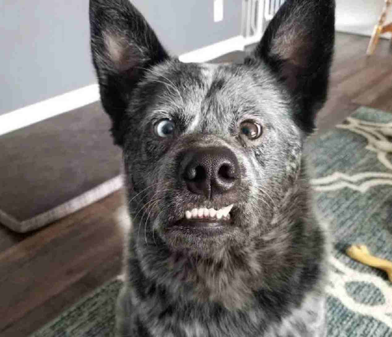 Moose, il cane senza una parte del cervello diventato una celebrità