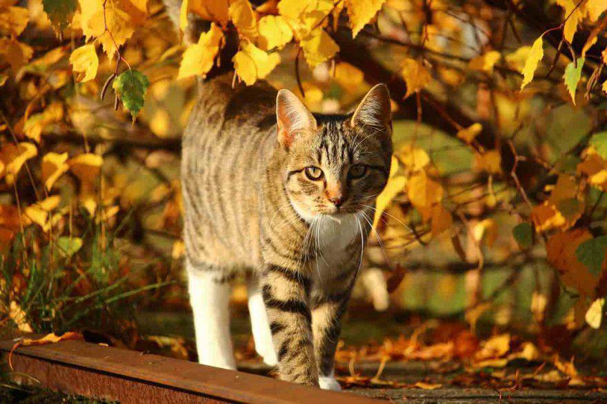 gatto autunno