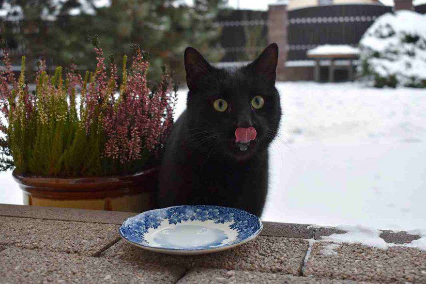 Prosciutto al gatto