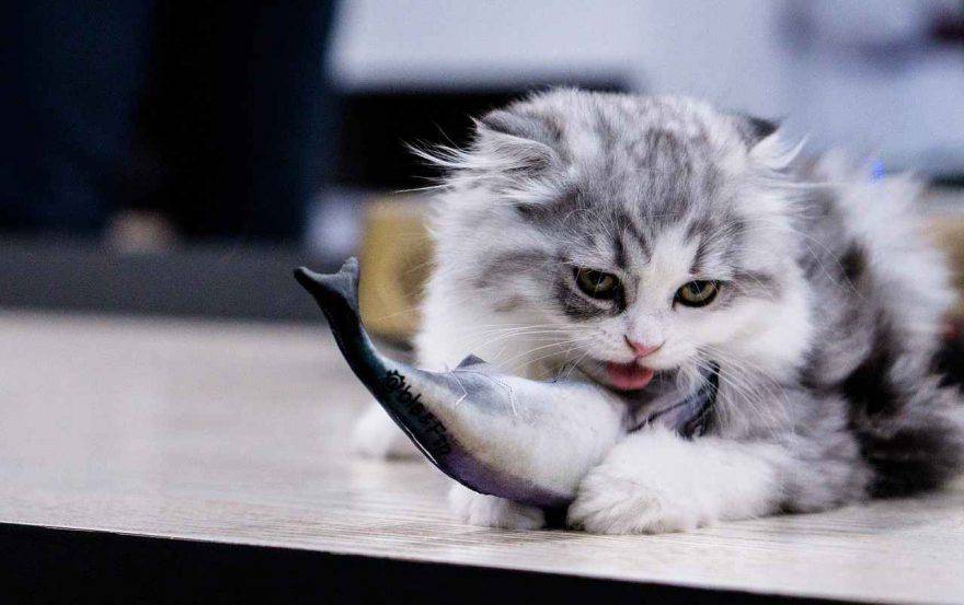 Gatto mangia pesce