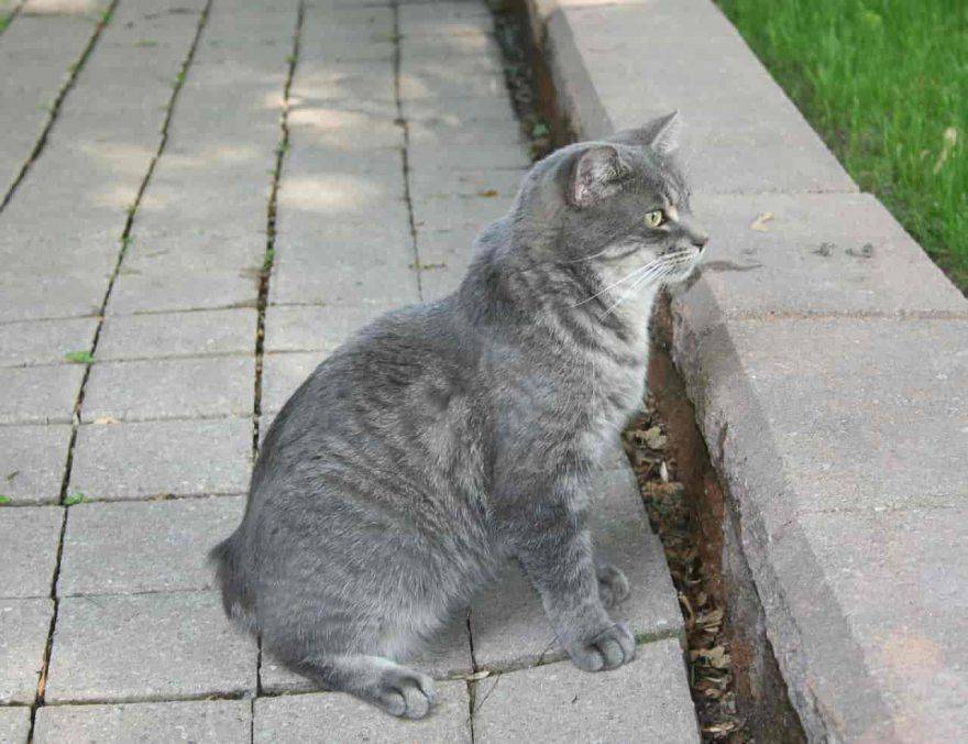 gatto grigio senza coda
