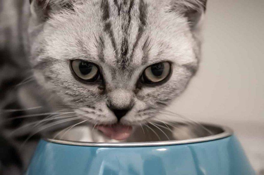 quantità giornaliera cibo gatti