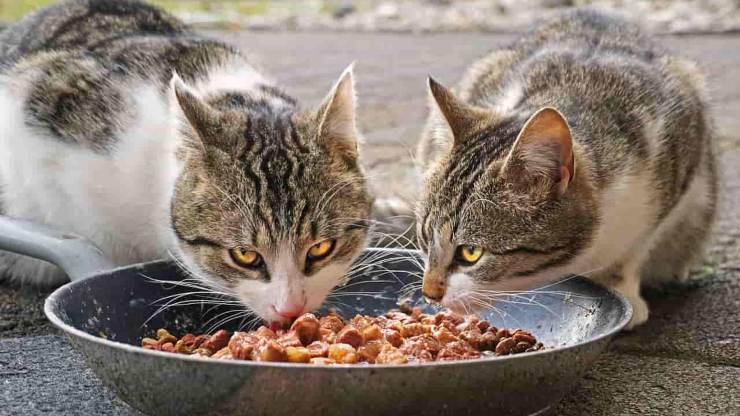 gatto dieta barf alimentazione micio