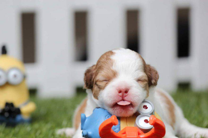 allattamento artificiale cucciolo cane