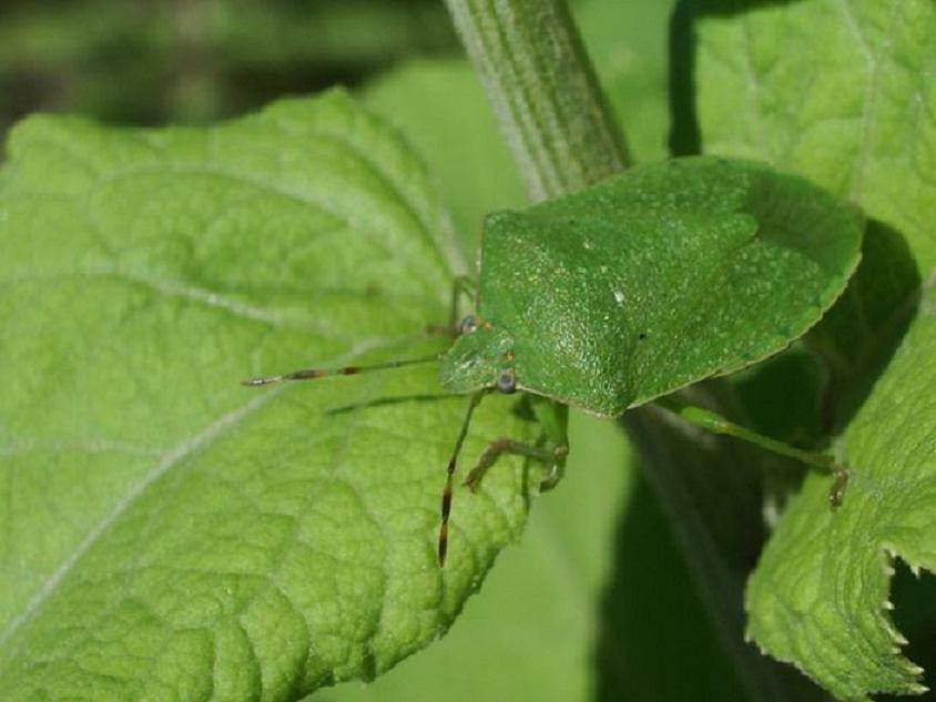 Cimici Le Specie Presenti In Italia E Come Eliminarle