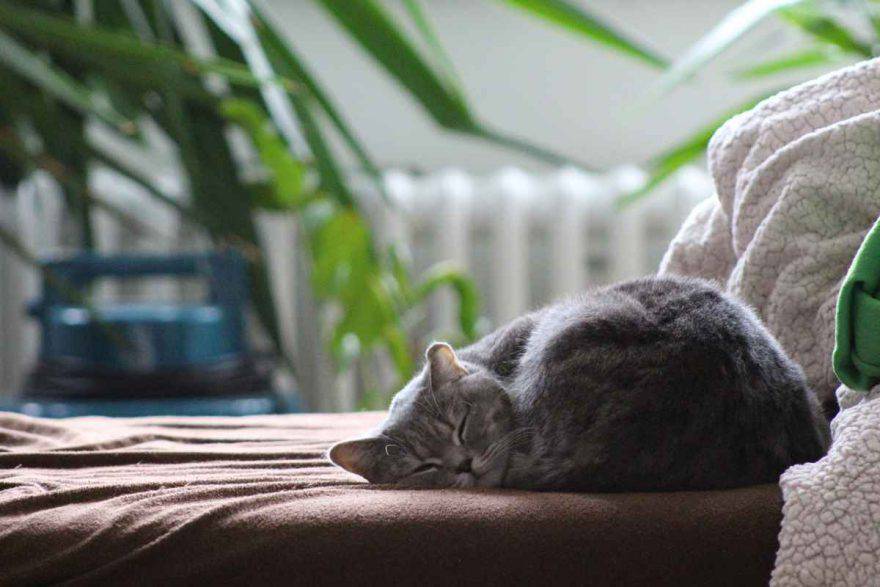 colite nel gatto: cause, sintomi e rimedi (foto Pixabay)