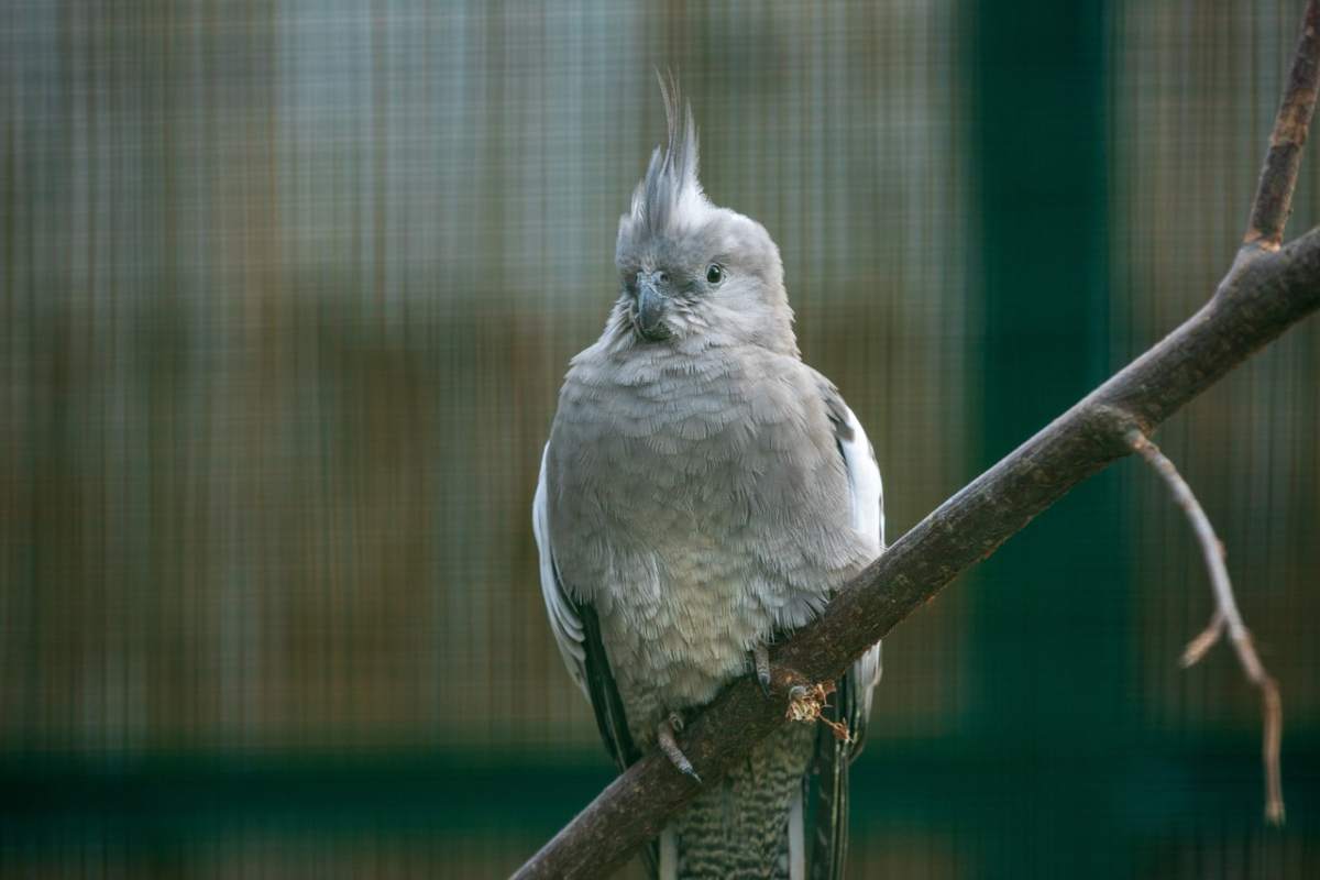 come allevare un pappagallo Cacatua (foto Pixabay)