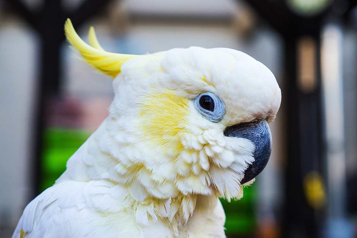 come allevare un pappagallo Cacatua (foto Pixabay)