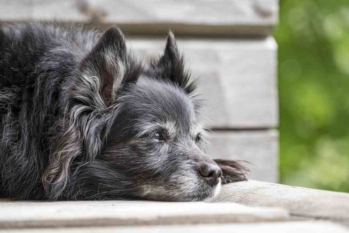 demenza senile nei cani (foto Pixabay)