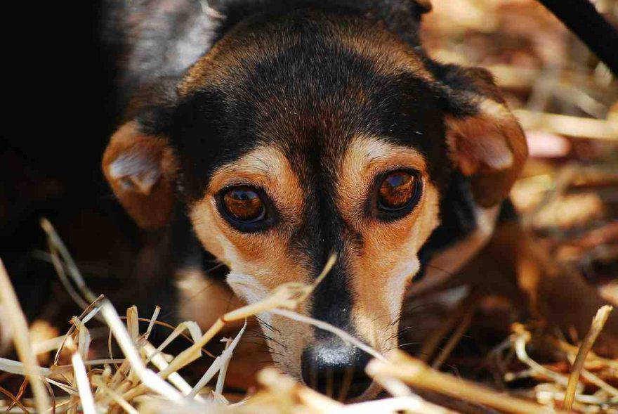 Congiuntivite cane