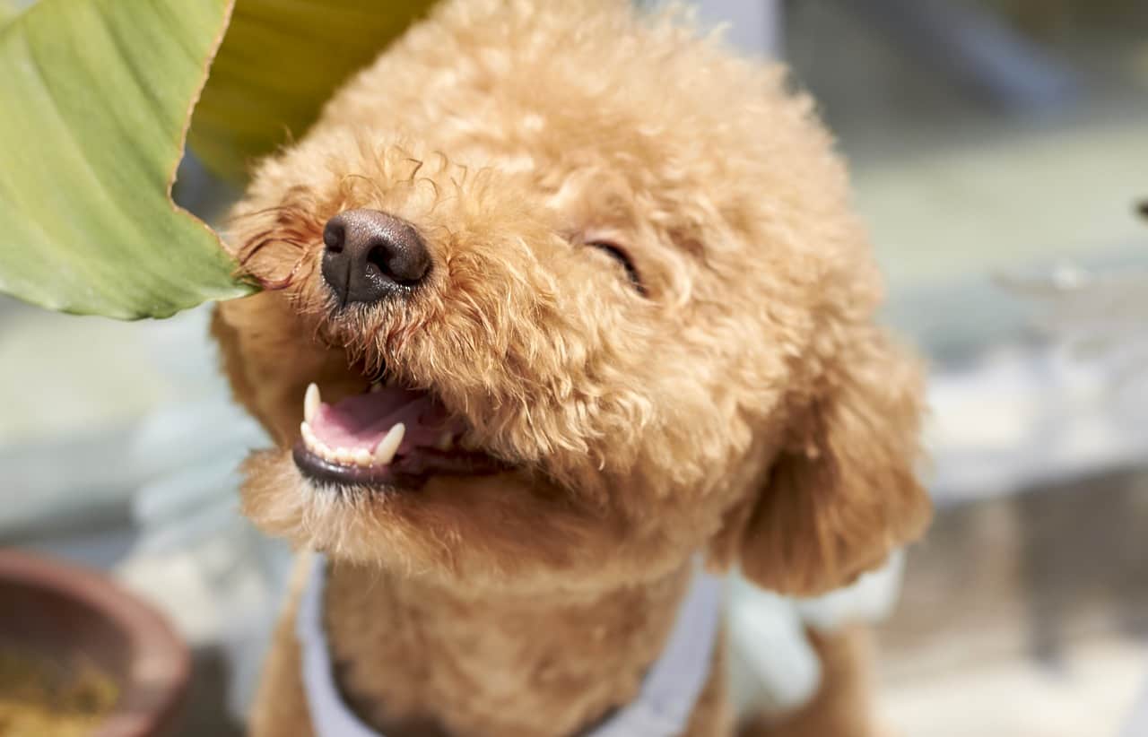 I Cani Ridono E Sorridono Perche E Cosa Significa Nel Linguaggio Canino