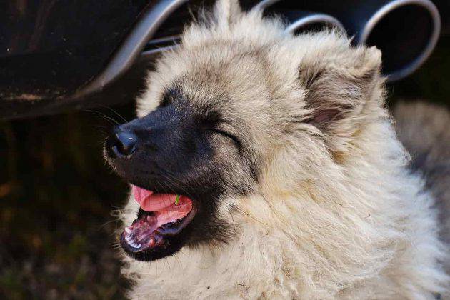 Tosse Nel Cane Rimedi Naturali Per Curarla In Modo Efficace