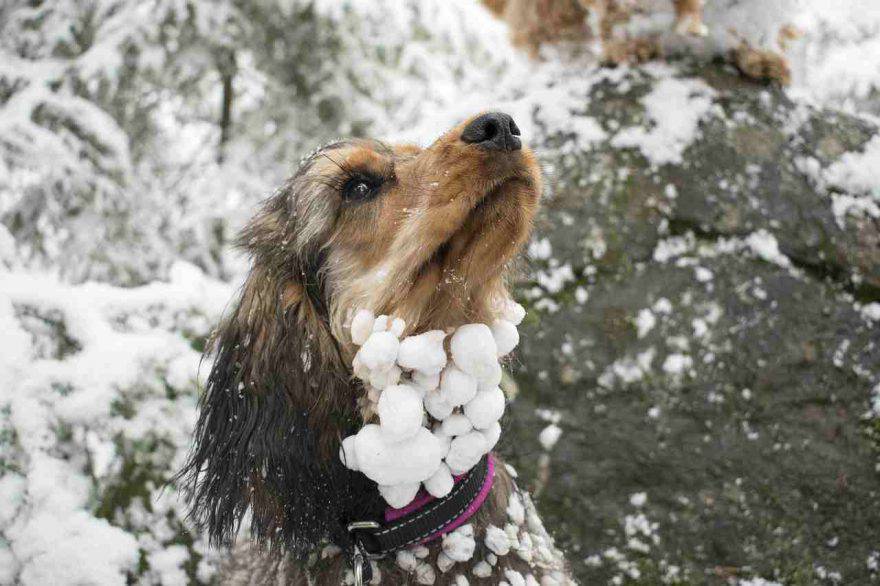 Influenza nel cane