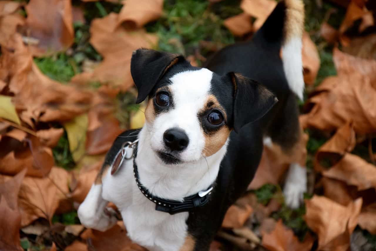 Alimentazione del cane in autunno: cosa cambiare con i primi freddi